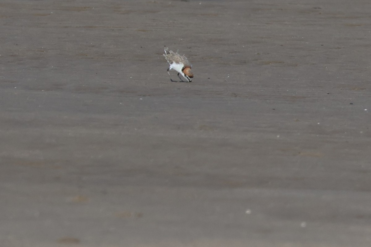 Red-capped Plover - 瑞珍 楊
