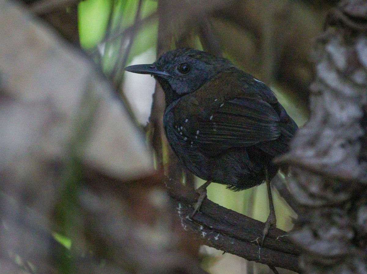 Black-throated Antbird - Elby Anderson A Silva