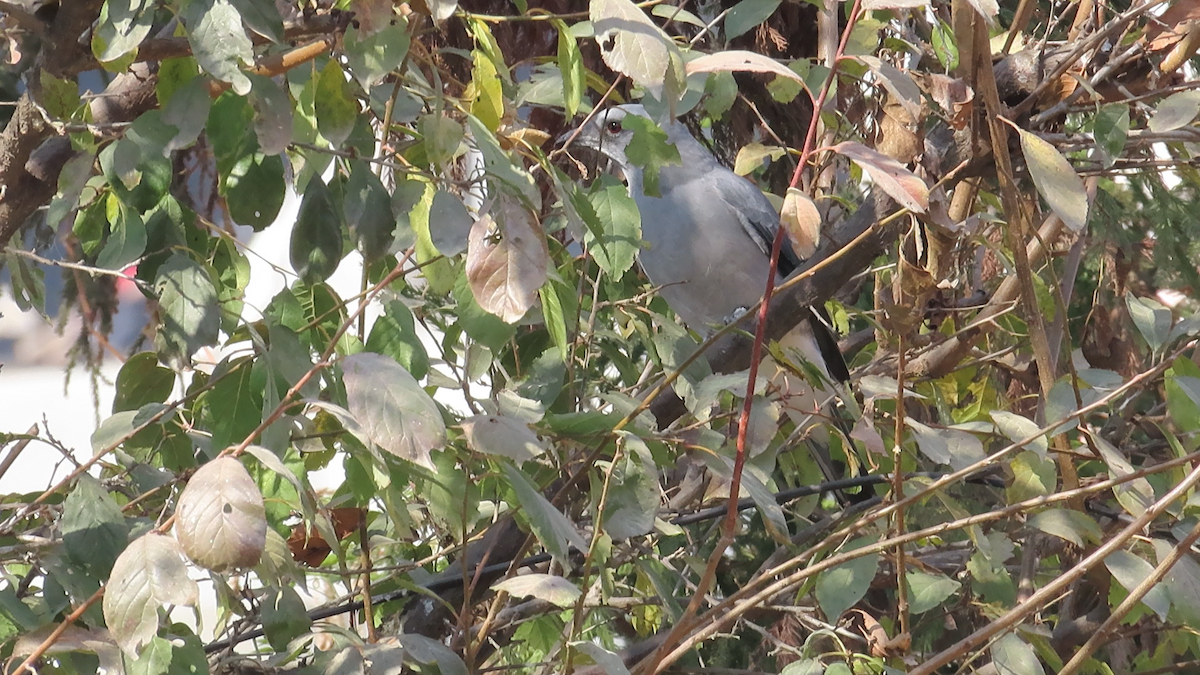 Large Cuckooshrike (Large) - ML612625576