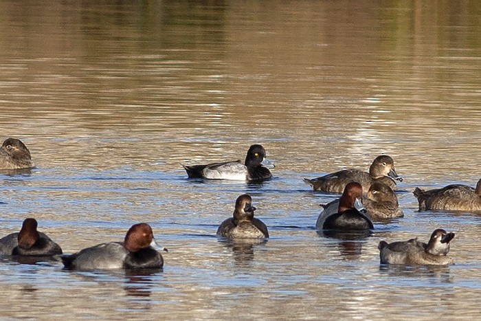 Ring-necked Duck - ML612625582