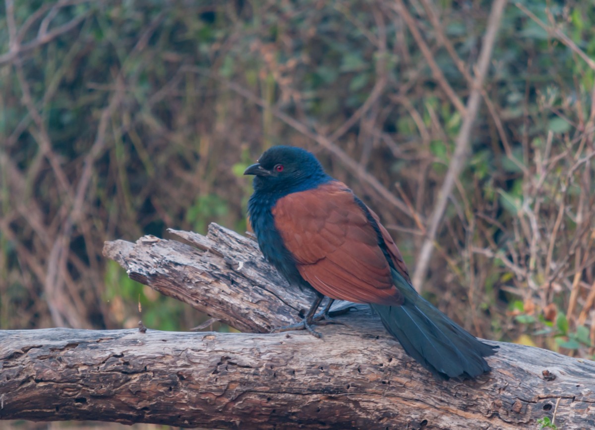 Greater Coucal - ML612625598