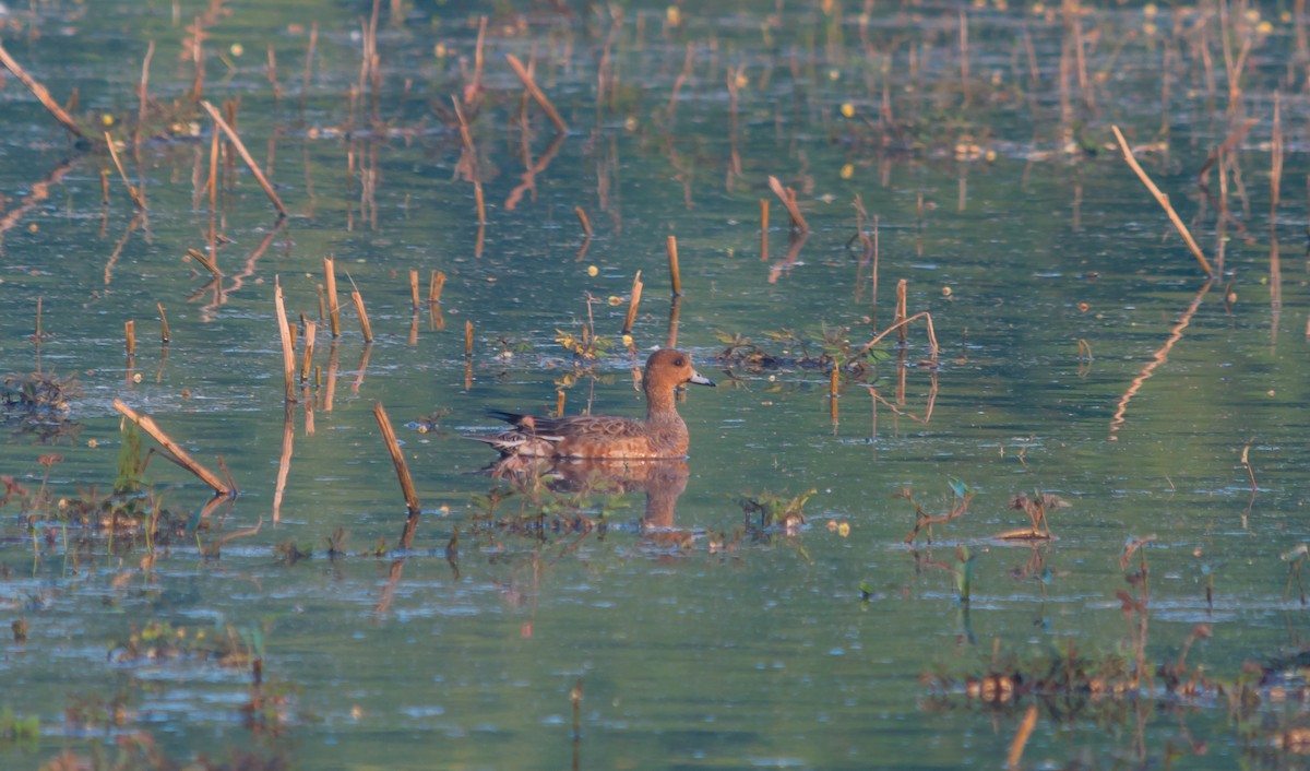 Eurasian Wigeon - ML612625638