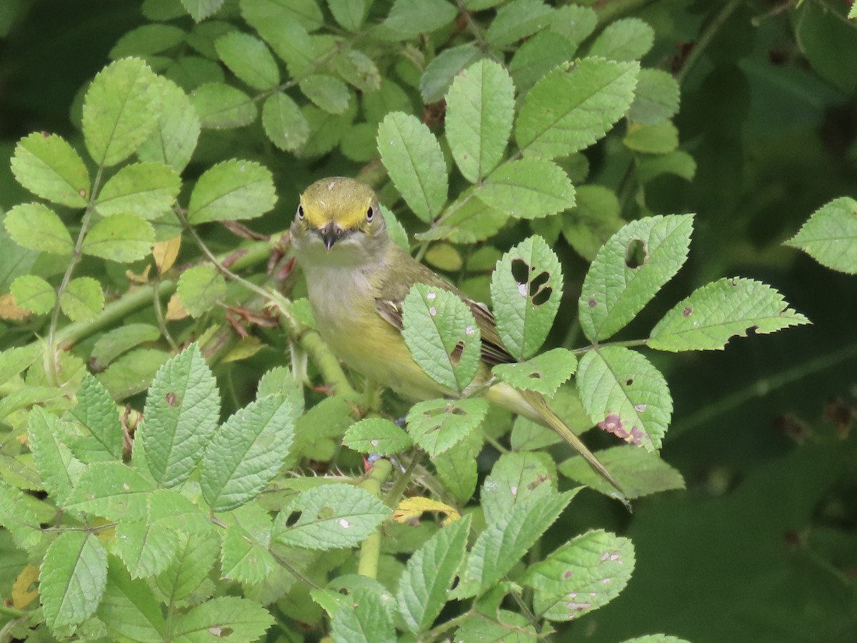 White-eyed Vireo (White-eyed) - ML612625696