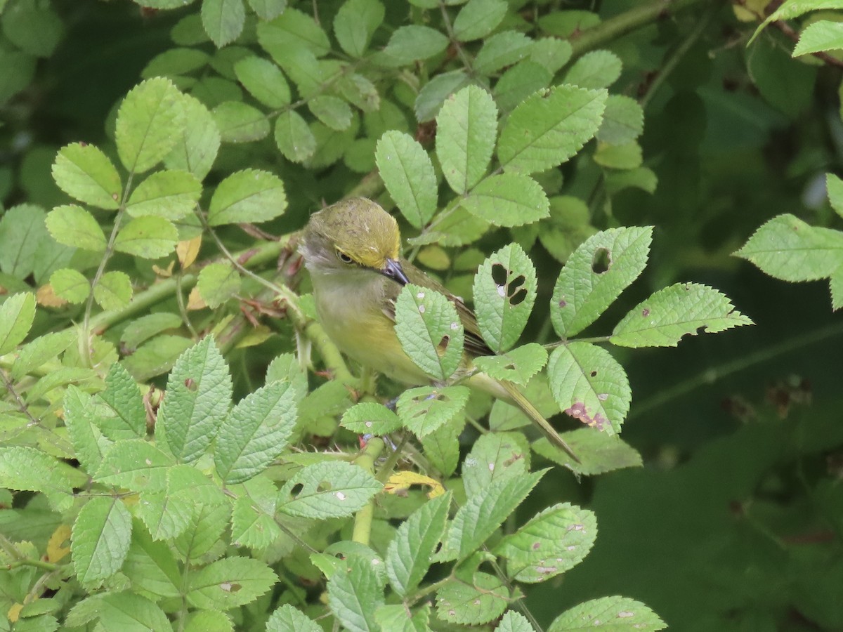 White-eyed Vireo (White-eyed) - ML612625697