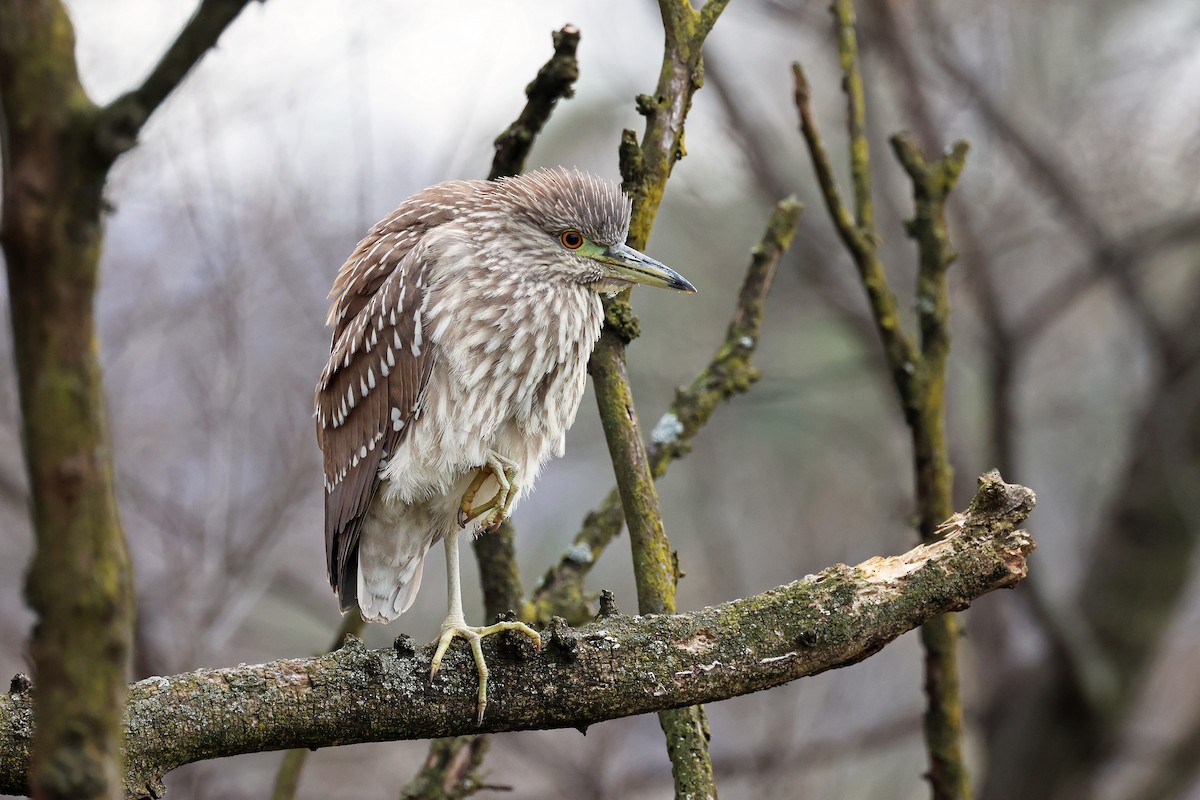 Black-crowned Night Heron - Ming P.