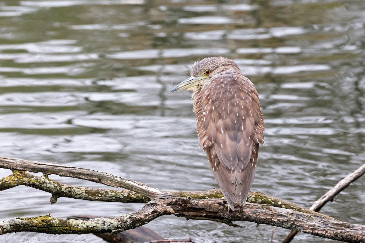 Black-crowned Night Heron - ML612625725