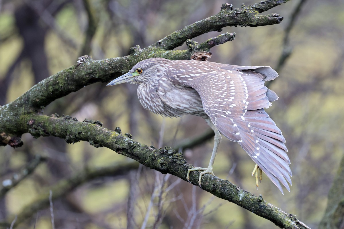 Black-crowned Night Heron - ML612625726