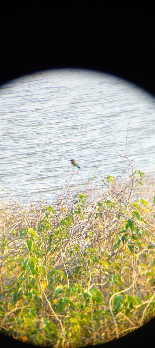 Blue-tailed Bee-eater - ML612625786