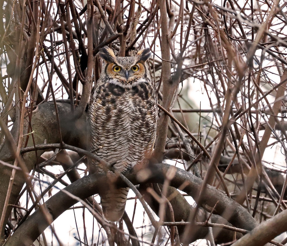Great Horned Owl - ML612625796