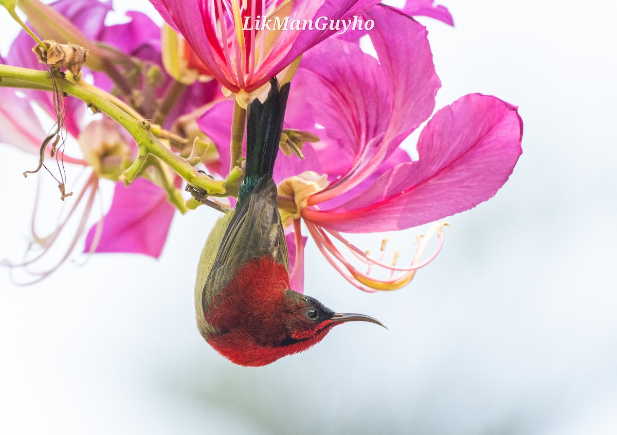 Crimson Sunbird - ML612625917