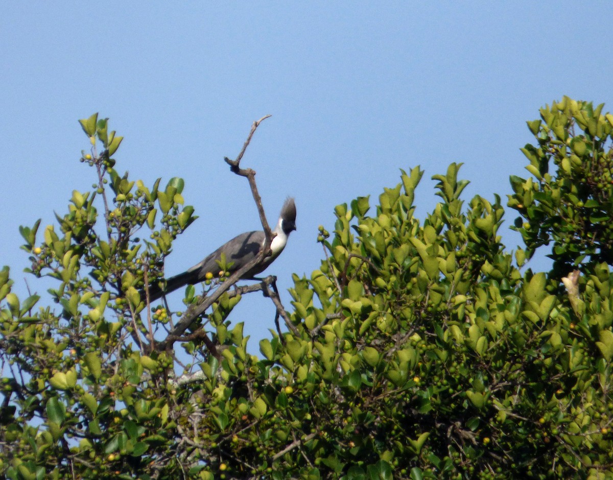 Bare-faced Go-away-bird - ML612625919