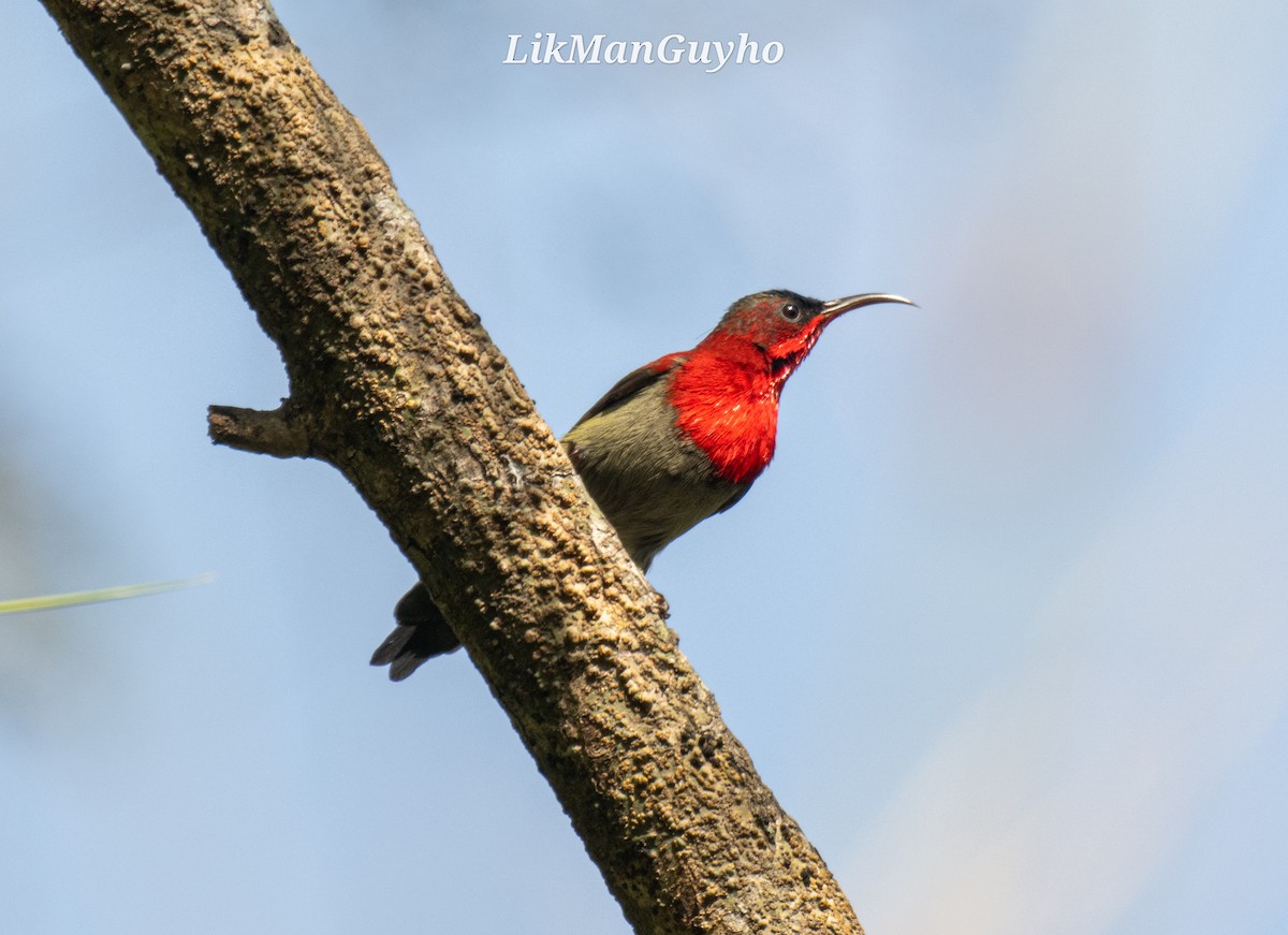 Crimson Sunbird - ML612625923