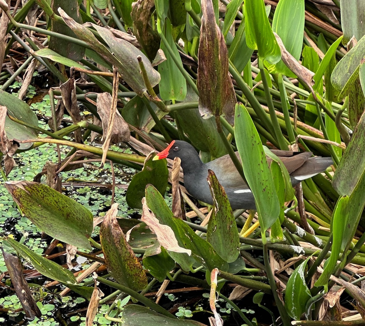 Gallinule d'Amérique - ML612625930