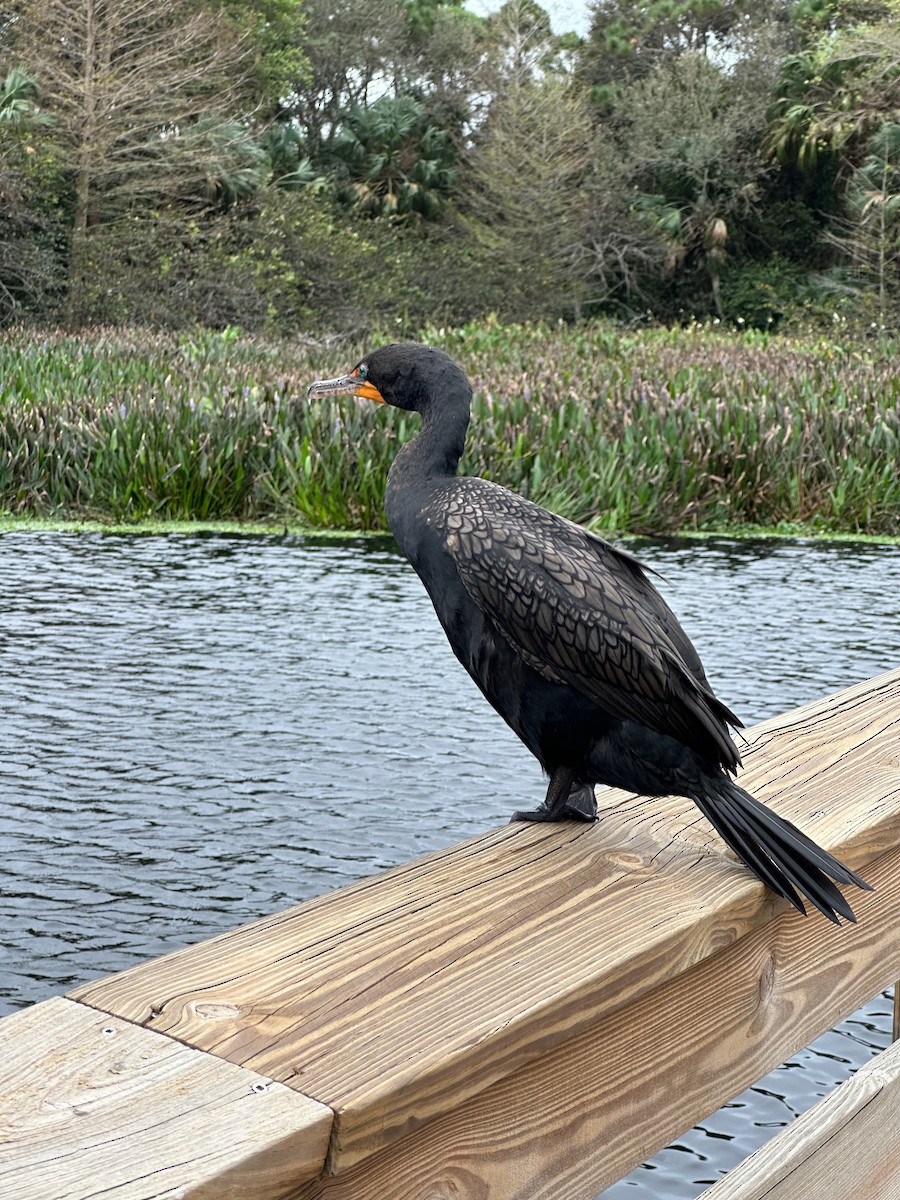 Double-crested Cormorant - Thomas Riley