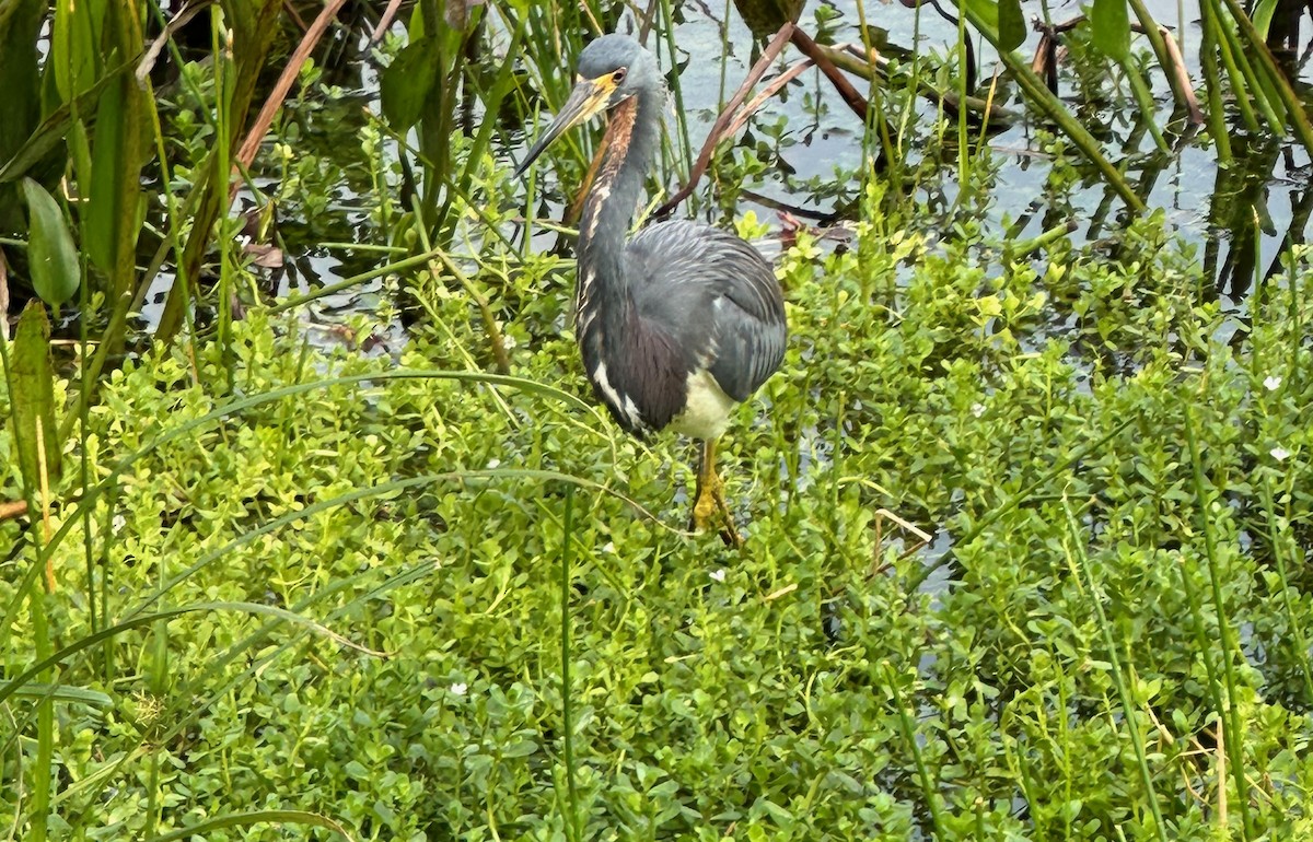 Tricolored Heron - Thomas Riley