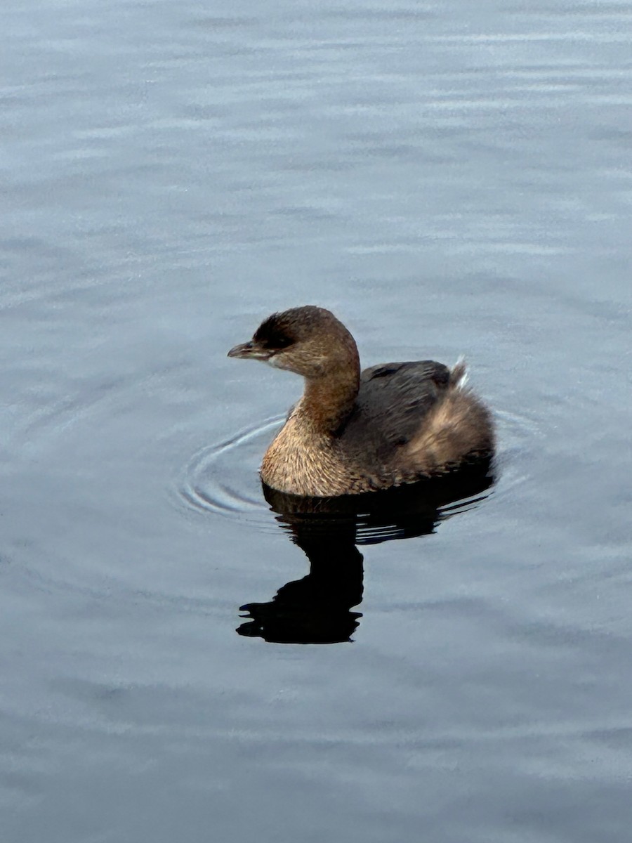 Pied-billed Grebe - Thomas Riley