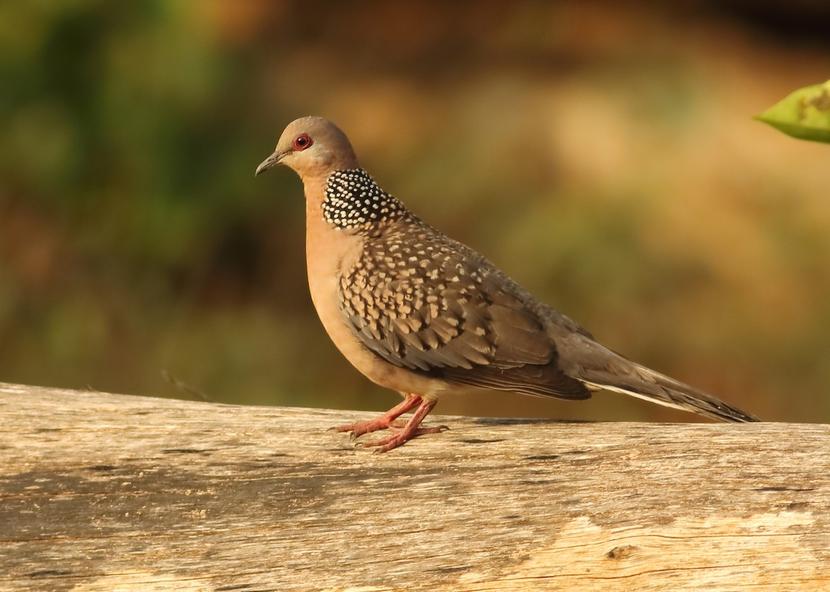 Spotted Dove - ML612626187