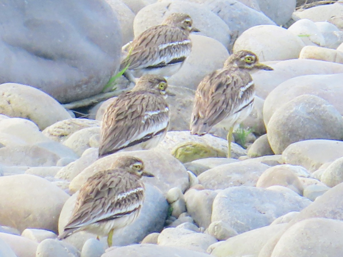 Indian Thick-knee - ML612626387