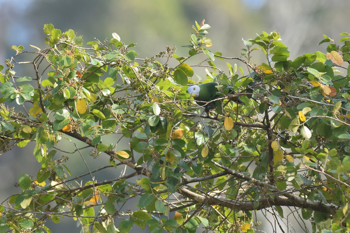 Black-naped Fruit-Dove - ML612626473