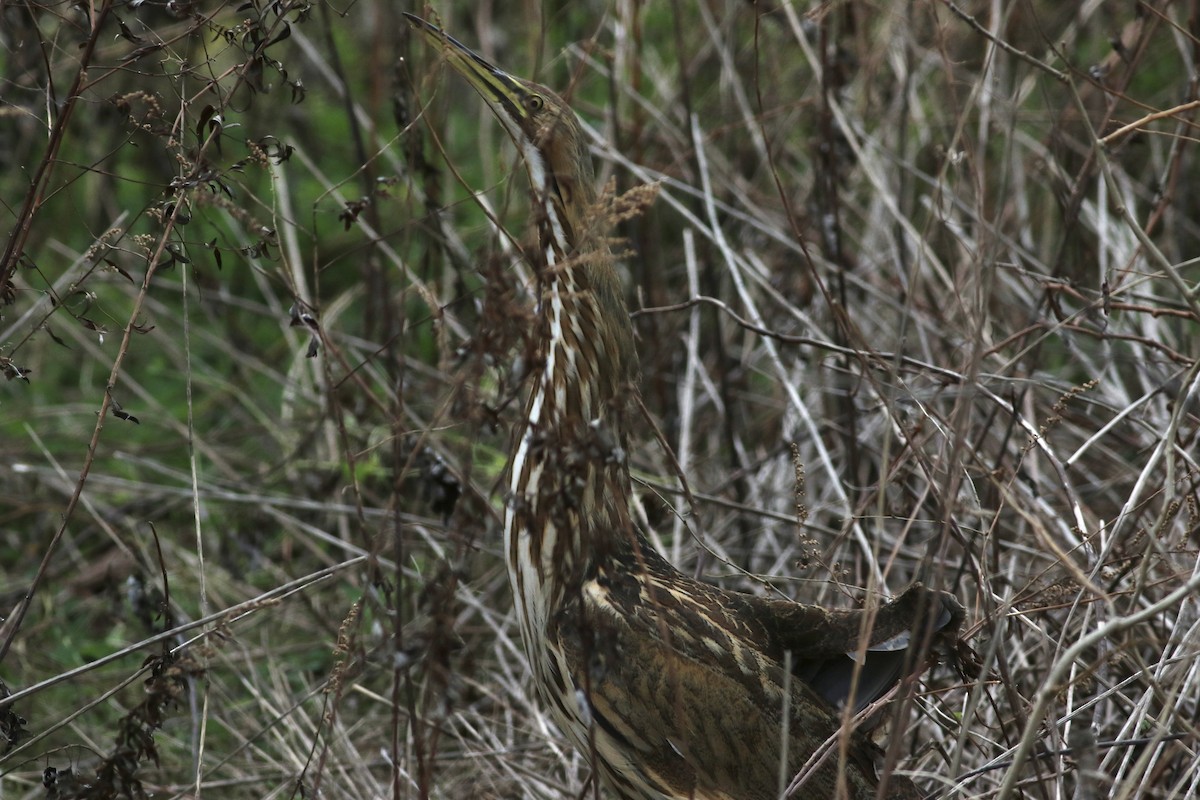 American Bittern - ML612626500