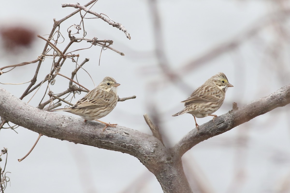 Savannah Sparrow (Ipswich) - Max Epstein