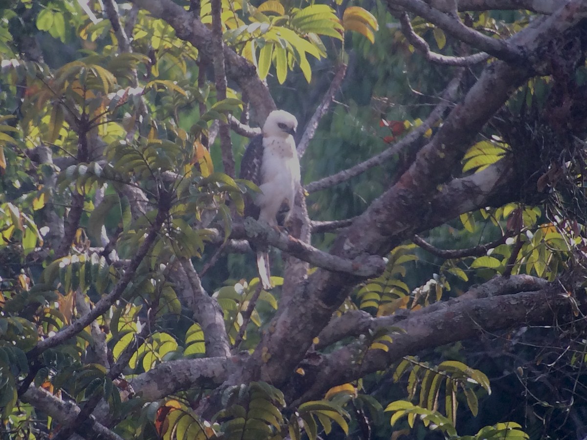 Sulawesi Hawk-Eagle - ML612626536