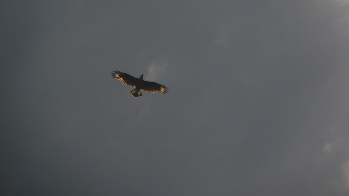 Crested Caracara - Nima Gallego