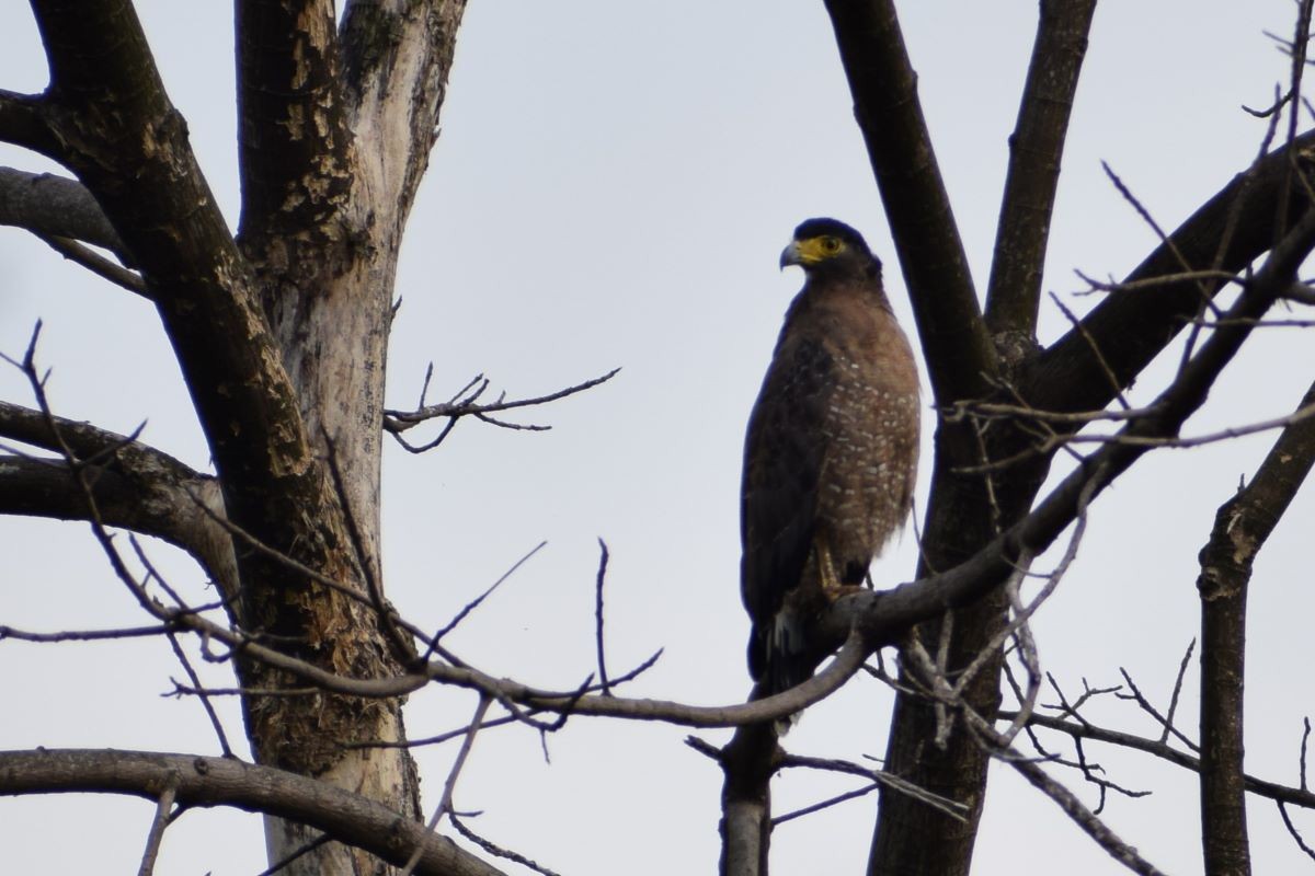 Crested Serpent-Eagle - ML612626626
