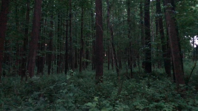 ビリーチャツグミ - ML612626692