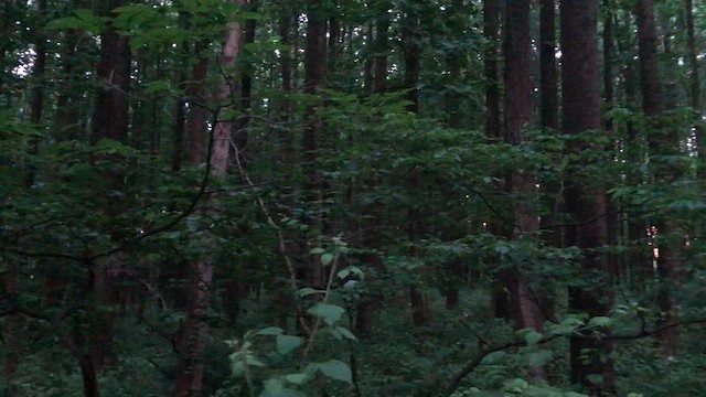 ビリーチャツグミ - ML612626700