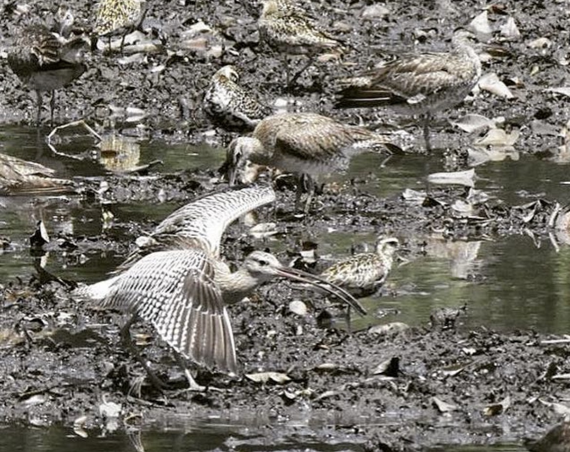 Eurasian Curlew - Norhafiani  A Majid