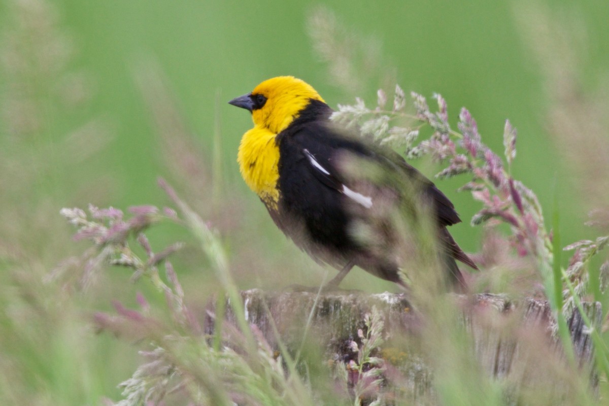 Yellow-headed Blackbird - ML61262691
