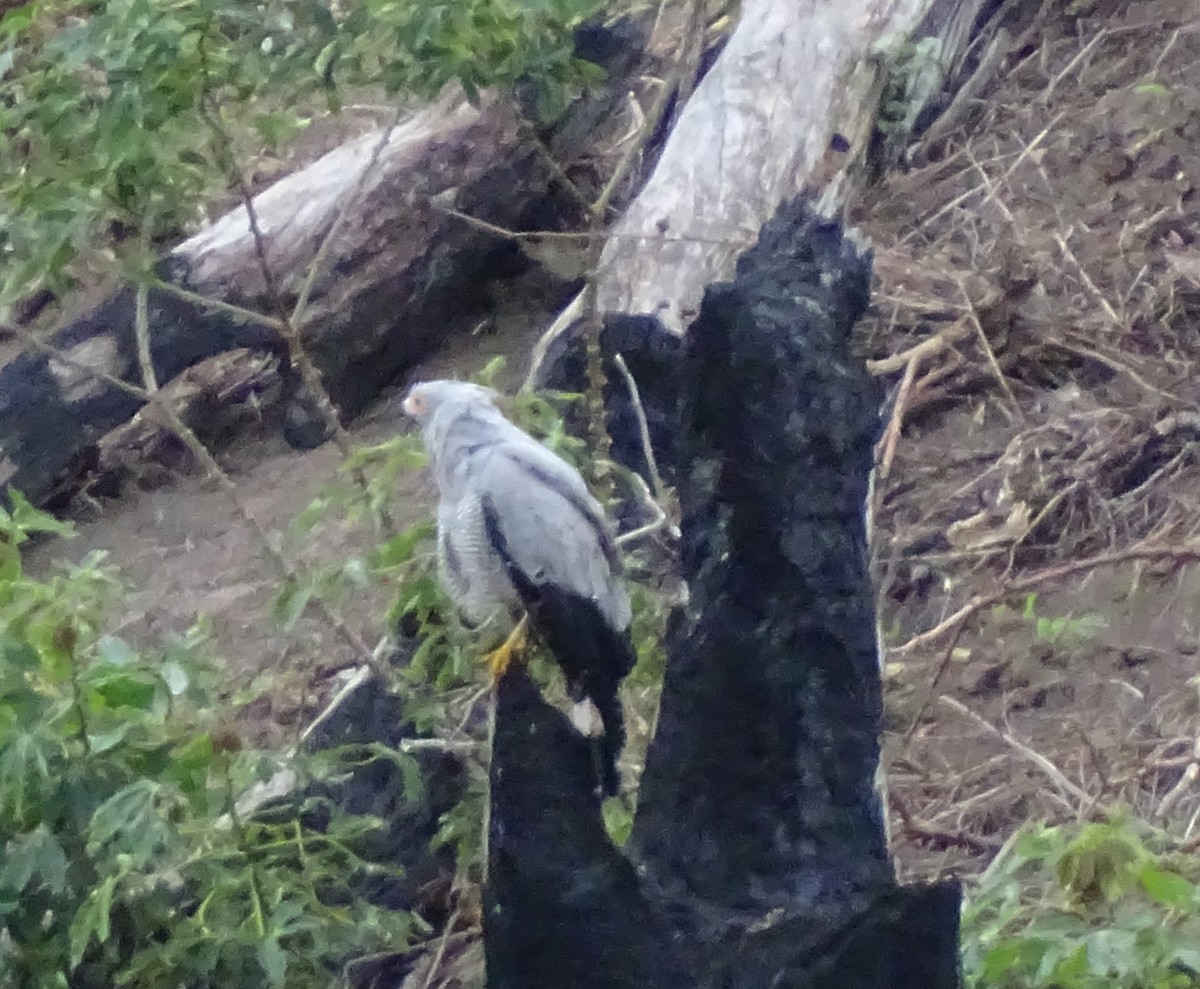 Madagascar Harrier-Hawk - ML612626993