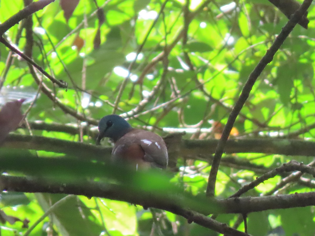 Blue-headed Wood-Dove - ML612627045