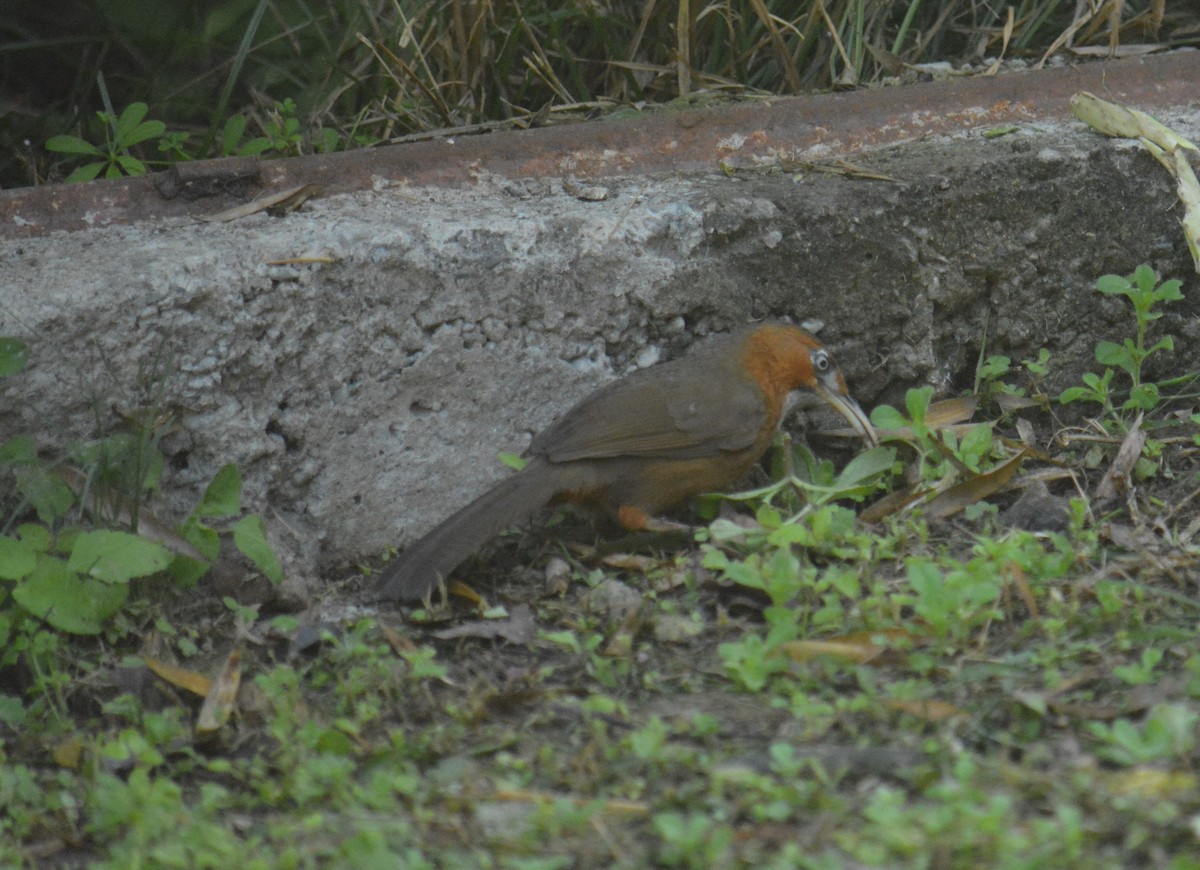 Rusty-cheeked Scimitar-Babbler - ML612627049