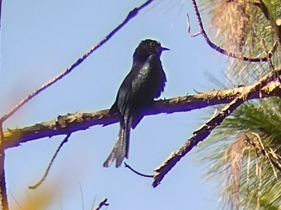 Square-tailed Drongo-Cuckoo - ML612627126