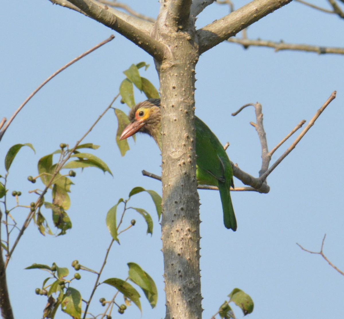 Brown-headed Barbet - ML612627127