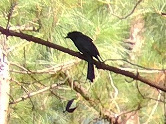Lesser Racket-tailed Drongo - ML612627231