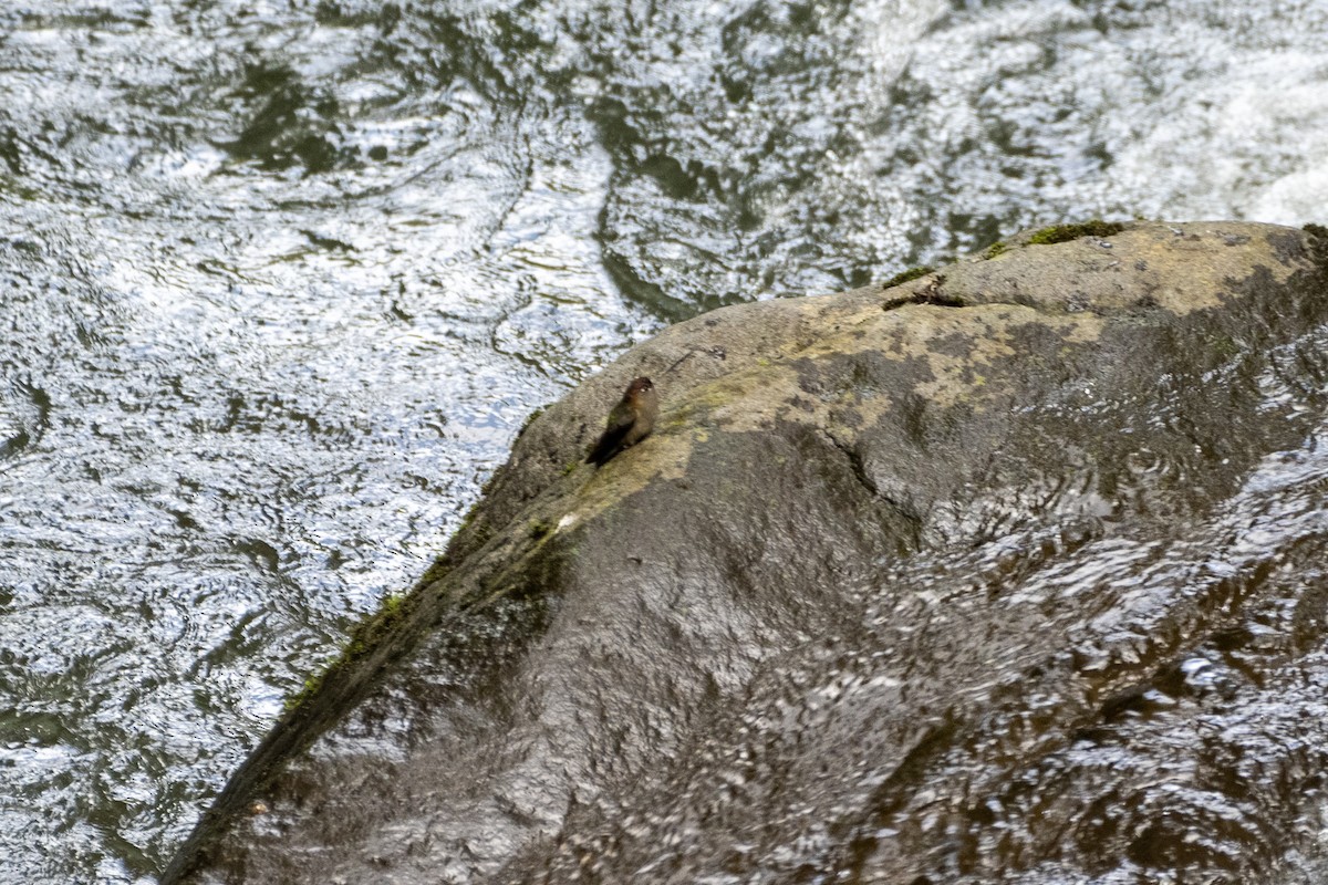 Green-fronted Lancebill - ML612627250