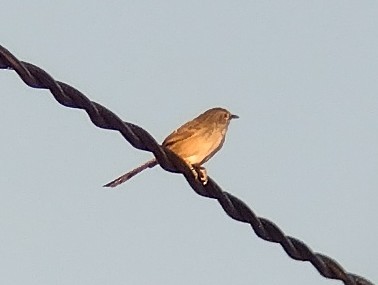 Annam Prinia - ML612627254