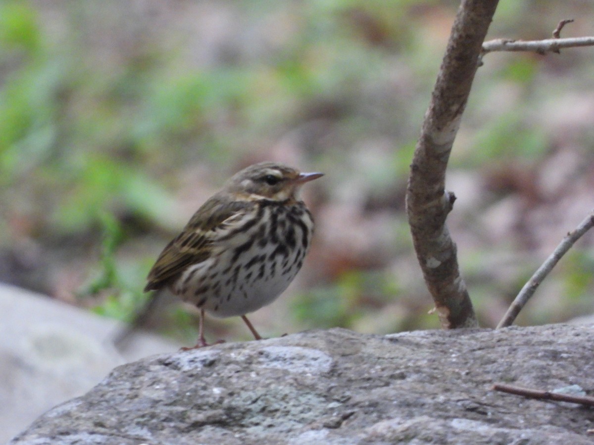 Pipit à dos olive - ML612627275