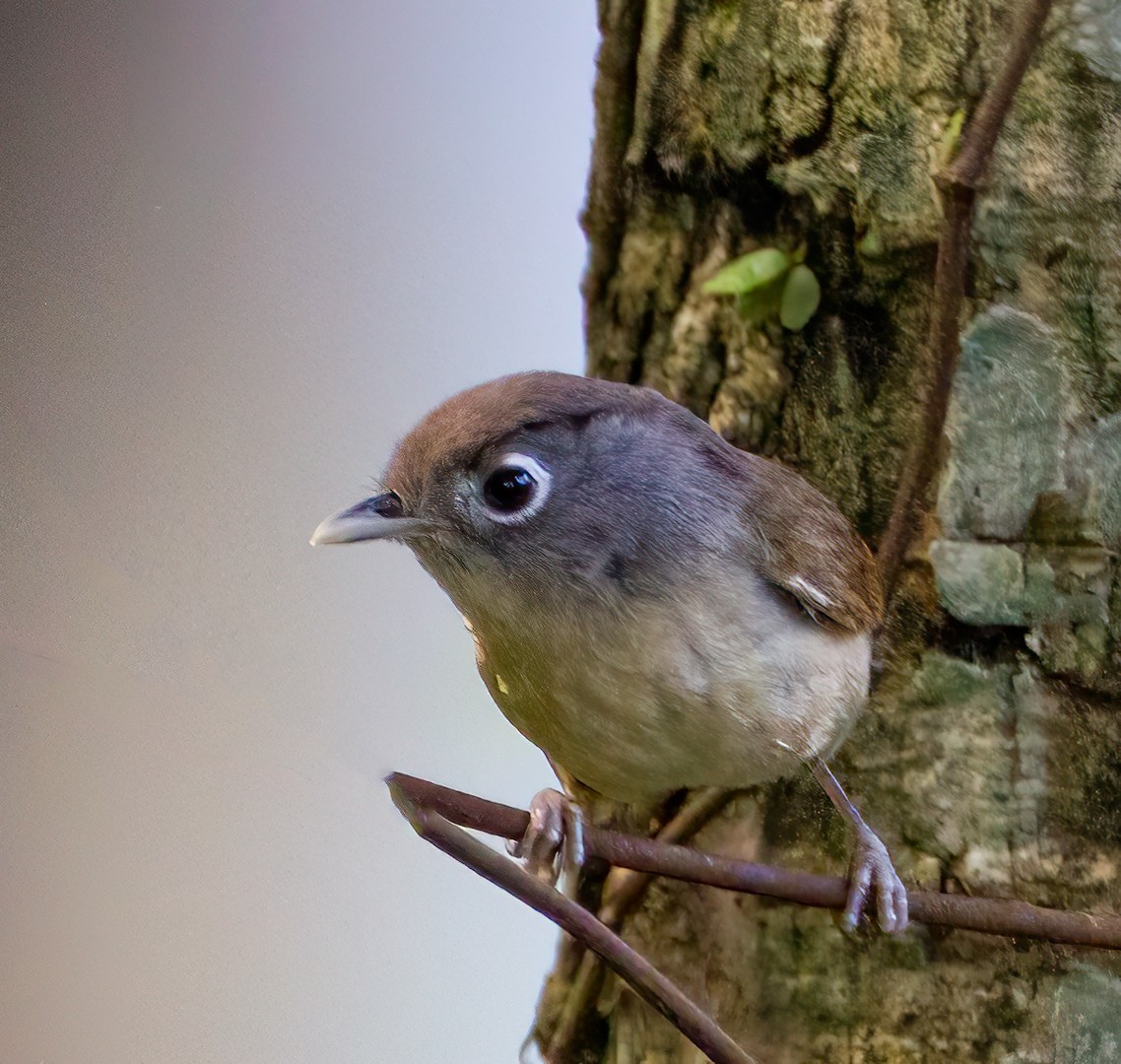 Nepal Fulvetta - ML612627326