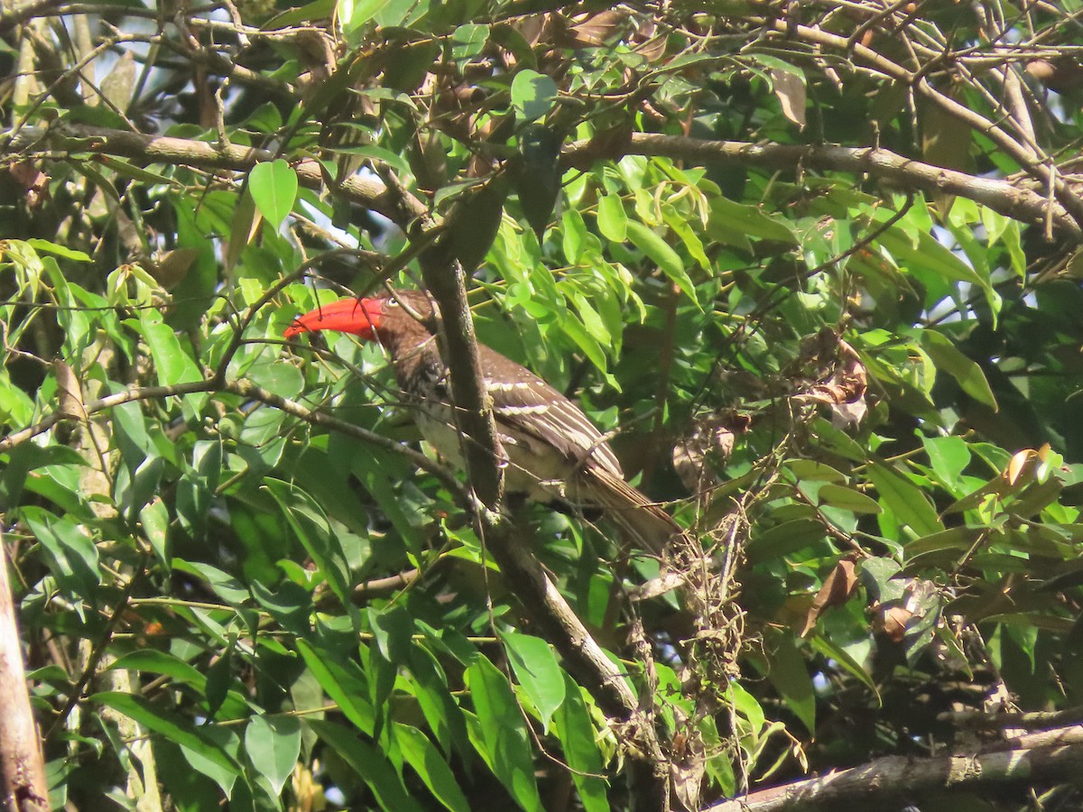 Red-billed Dwarf Hornbill - ML612627422