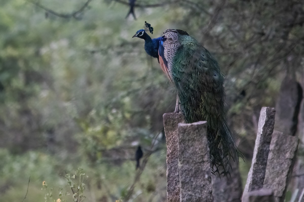 Indian Peafowl - Ravi Jesudas