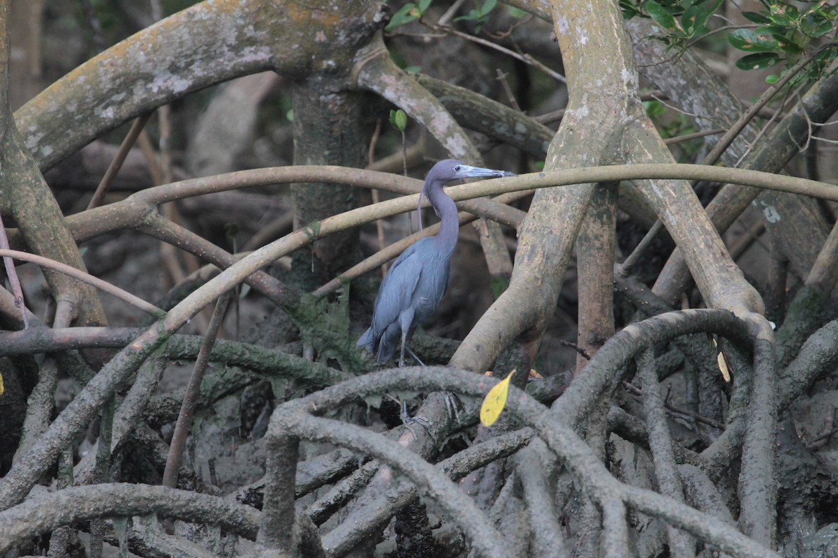 Little Blue Heron - ML612627500