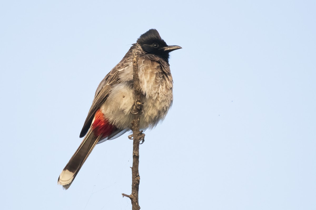 Bulbul à ventre rouge - ML612627501