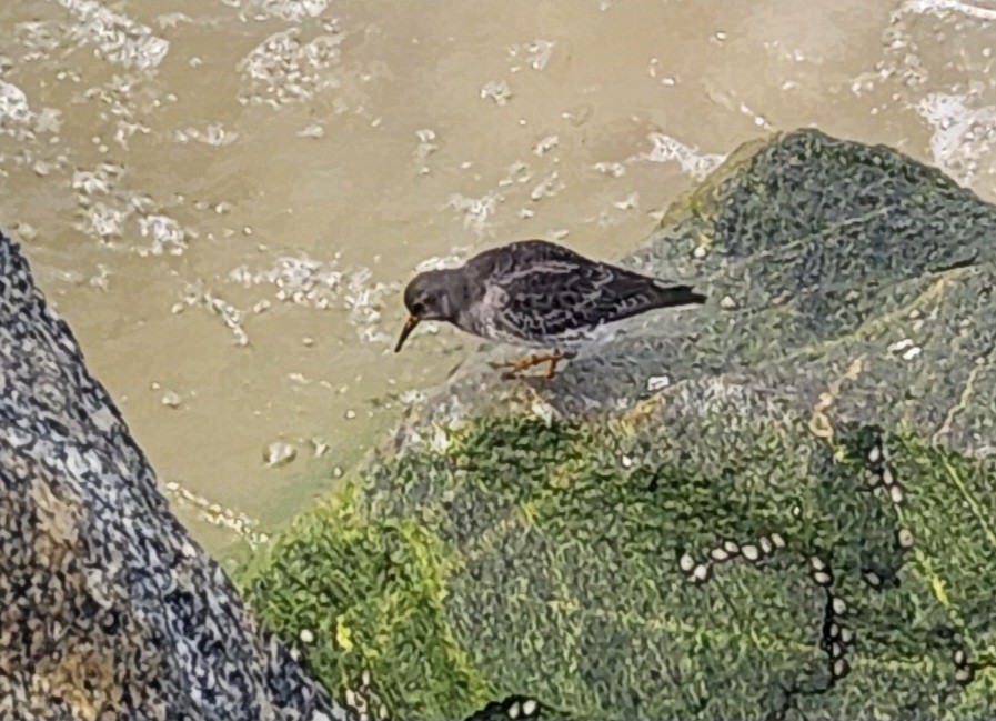 Purple Sandpiper - ML612627508