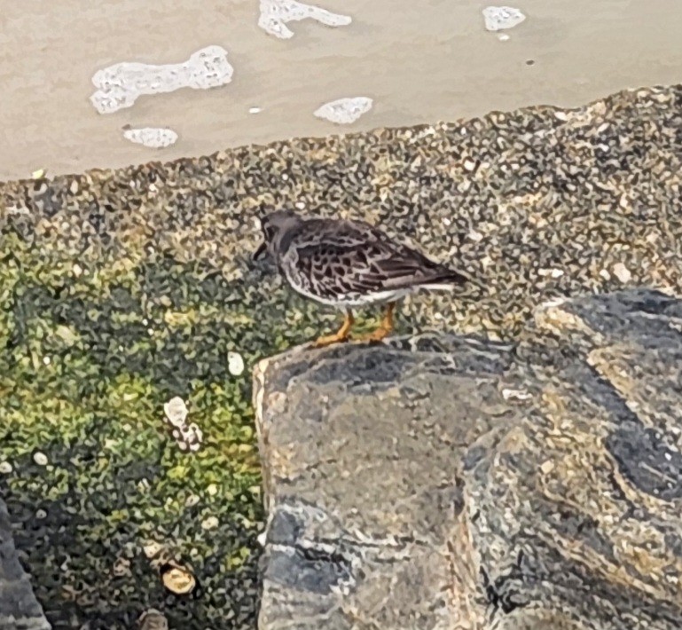 Purple Sandpiper - ML612627513