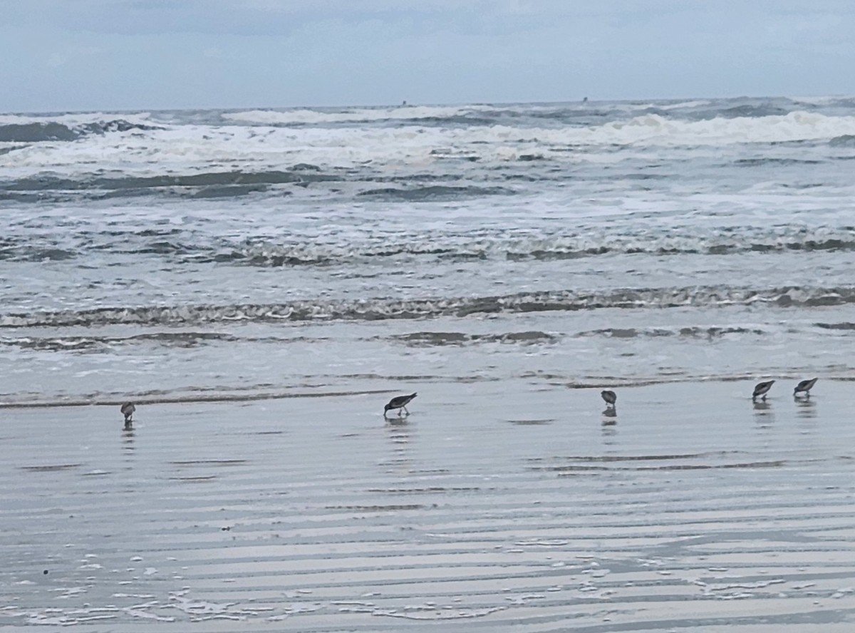 Red Knot - ML612627536