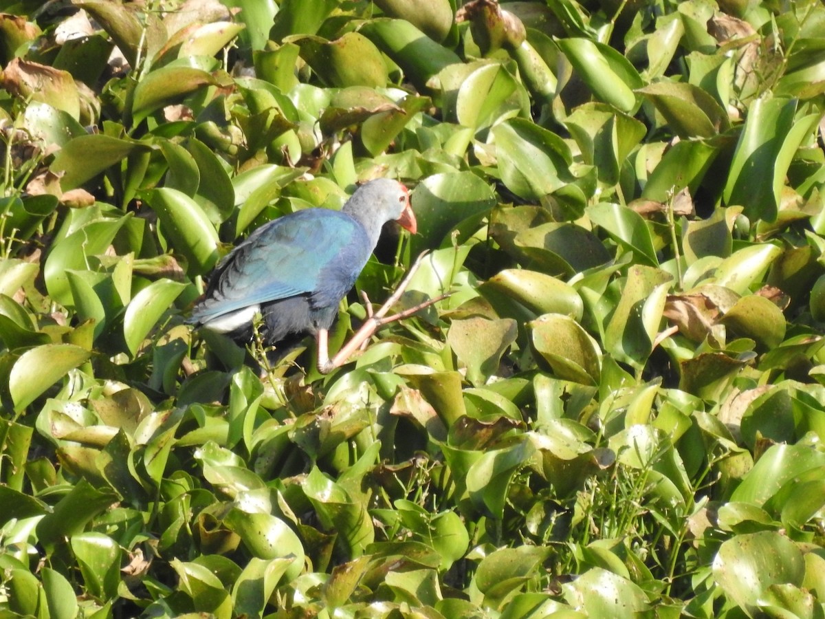 Gray-headed Swamphen - ML612627581